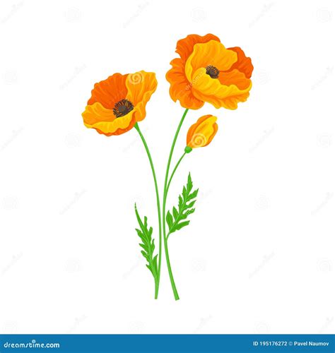 California Poppy Flowers Drawn And Sketch With Line-art On White ...