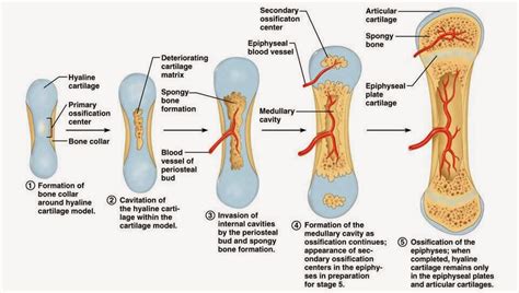 Honors Anatomy and Physiology: Bone Development and Growth