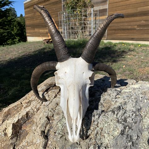 4 Horned Goat Skull