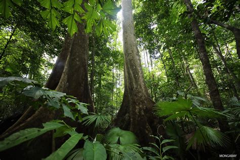 How can we save rainforests?