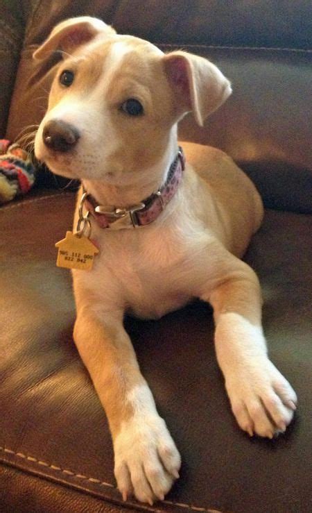 Pit Bull/Jack Russell mix. So cute! | Dogs Dogs Dogs | Pinterest ...