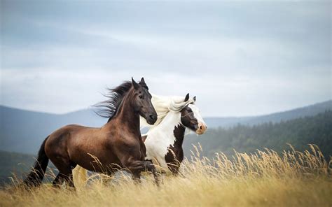 Images Of Horses Running at tarfordblog Blog