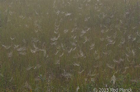 Foggy Bogs and Dewy Insects Workshop, Michigan | Rod Planck Photography