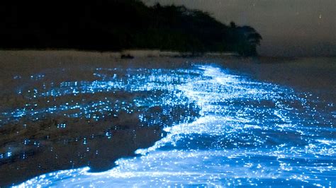 Vaadhoo Sea Of Stars Maldives