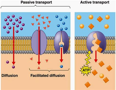 # 25 Passive and active transport across cell membranes | Biology Notes ...