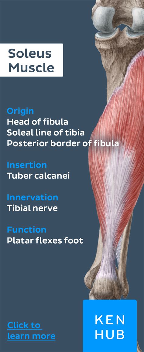 Soleus muscle - buried beneath the gastrocnemius #muscle, it belongs to ...