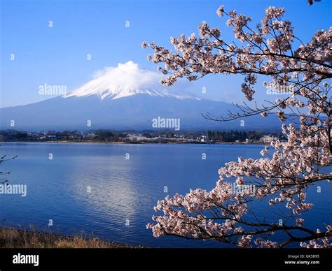 Mt Fuji and Cherry Blossom at lake Kawaguchiko Stock Photo - Alamy