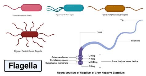 Flagellate Diagram