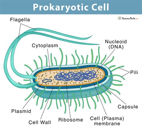 Prokaryotic Cell Structure Diagram Vector Illustration Cross Section ...