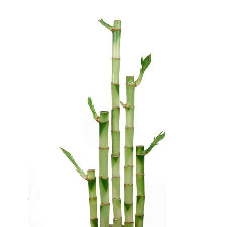 Lucky Bamboo Straight Stalks | Eve's Garden Gifts