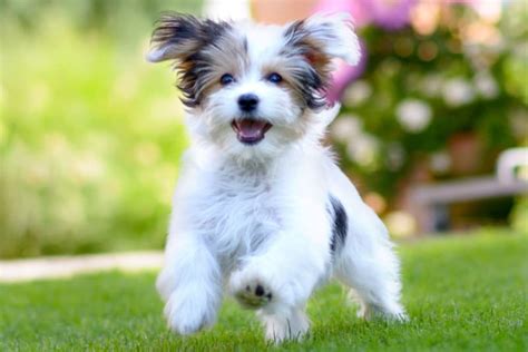 15 Cute Dog Breeds That Stay Small Forever | Austin vets