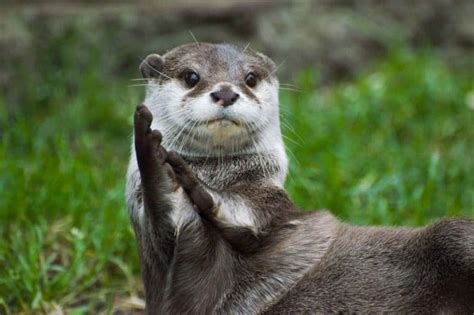 Top 12 River Otter Facts - Diet, Habitat, Anatomy & More - Facts.net