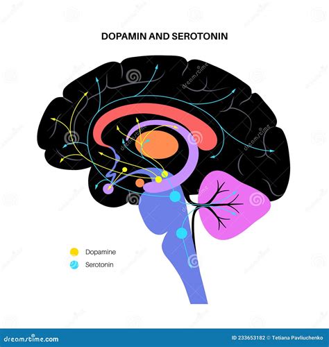 Serotonin And Dopamine Pathway Vector Illustration | CartoonDealer.com ...