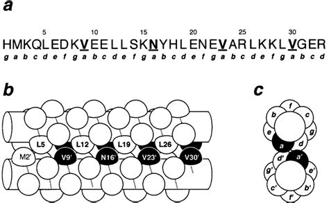 The leucine zipper of GCN4 arranged as a parallel coiled coil. (a ...