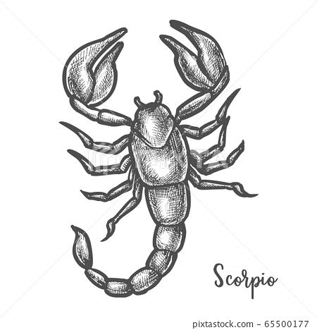 Scorpion sketch or hand drawn scorpio zodiac sign - 스톡일러스트 [65500177 ...