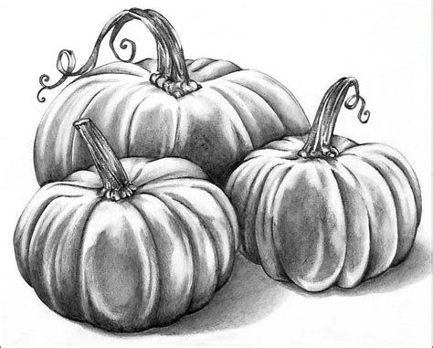 Graphite Pencil: Pumpkin Patch | Pumpkin sketch, Pumpkin drawing, Fall ...