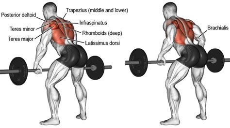 Barbell Row vs. T-Bar Row: Which One Is Better? – Fitness Volt