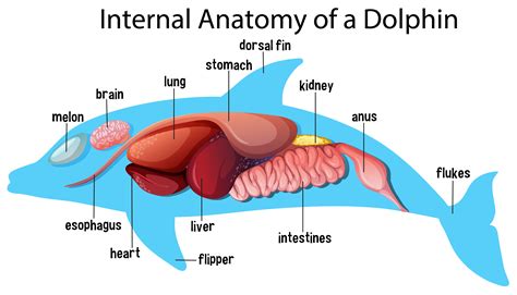 Internal Anatomy of a Dolphin 1445160 Vector Art at Vecteezy