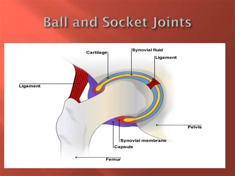 Ball And Socket Joint Anatomy