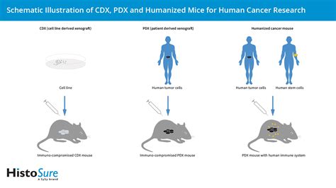 Application of species-specific antibodies in humanized mouse models