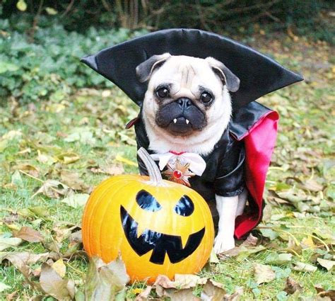 15 Spooktacular Dog Halloween Costumes: From Super-Cute to Super-Scary