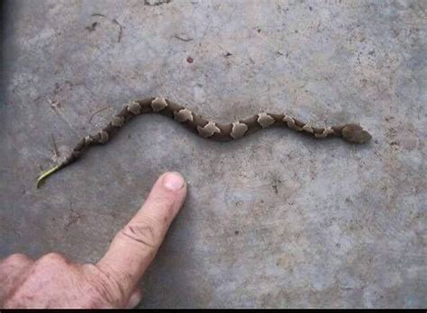 Here is a picture of a baby Copperhead. They do what is called "a venom ...