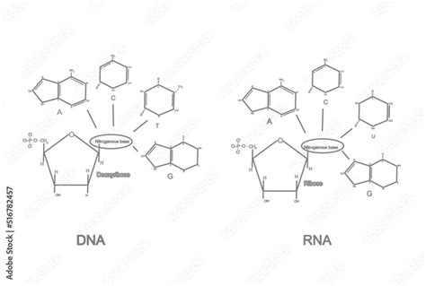 The chemical structure of Deoxyribonucleotide (DNA) and ribonucleotide ...