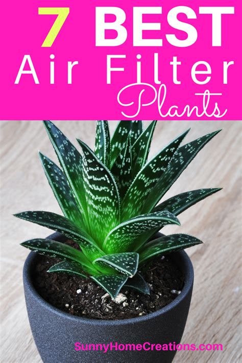 7 Best Indoor Plants to Filter your Air | Air filtering plants, Plants ...