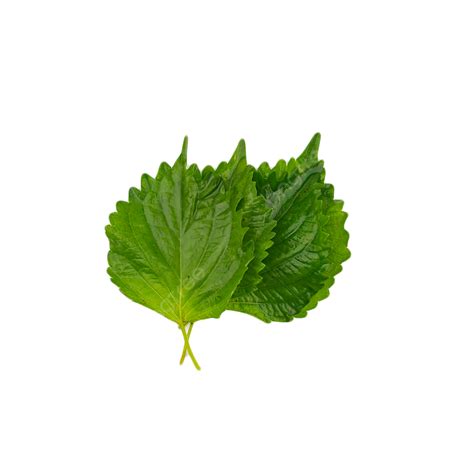 Perilla Leaf Leaf Green Color, Basil Leaves, Blade, Green PNG ...