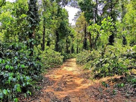 Chikmagalur Itinerary - A Road Trip In The Land Of Coffee