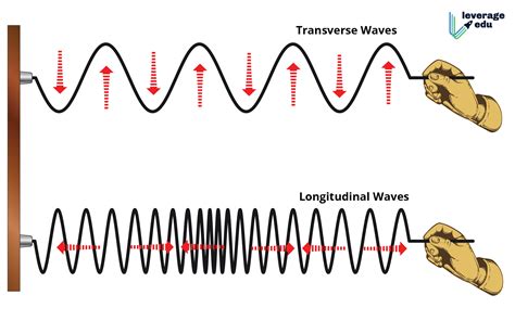 Transverse vs Longitudinal Wave - Leverage Edu