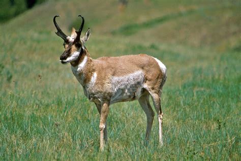 Gabelbock – Wikipedia