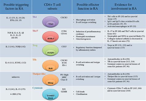 Helper T Cells Function - putihsatul