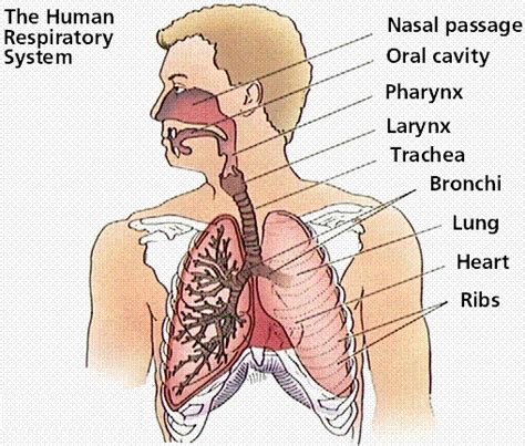 Human Respiratory System | Elsa Elita