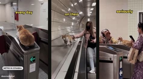 Adorable video of cats on Turkey’s subway wins over netizens. Watch ...