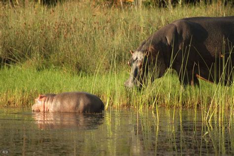 Hippo Mating & Gestation - St Lucia South Africa