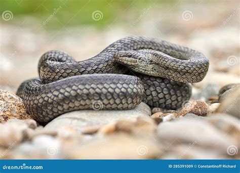 Smooth Snake (Coronella Austriaca) in Natural Habitat Stock Image ...