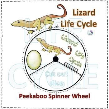 Lizard (Life Cycle Spinner) by Donna Thompson | TPT