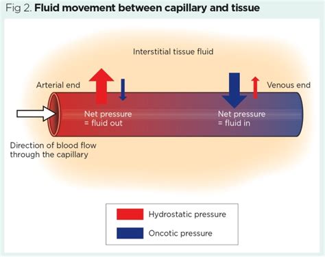 Vascular system 1: anatomy and physiology | Nursing Times