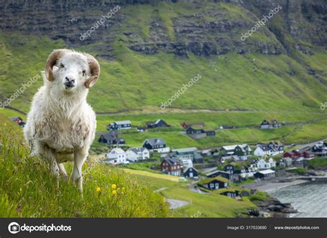 Wildlife in the Faroe Islands. Sheep on Vagar island. Faroe Isla Stock ...