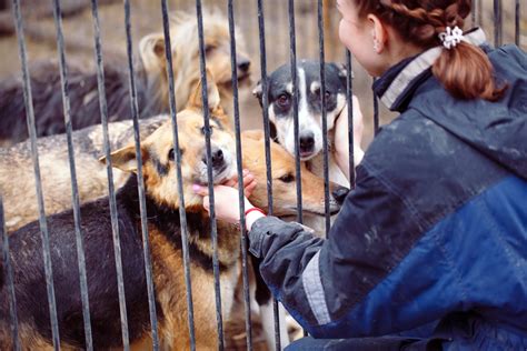 HOW TO VOLUNTEER AT YOUR LOCAL ANIMAL SHELTER