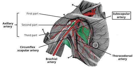 Subscapular Artery - Course - Supply - TeachMeAnatomy