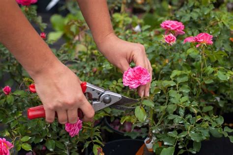 How to Prune Roses in 9 Steps | Deadheading flowers, Perennials ...