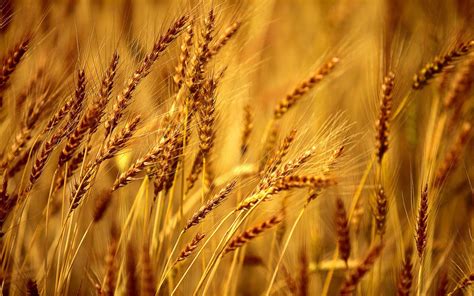 Wheat Harvest Wallpapers - Top Free Wheat Harvest Backgrounds ...