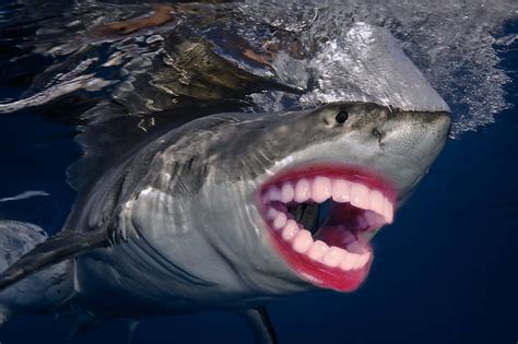 22 Shark With Human Teeth Pictures That Are Just Ridiculous