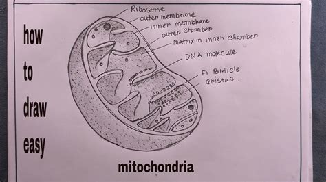 Mitochondria Diagram