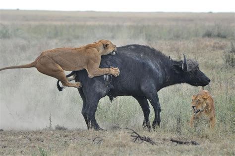 Lions hunting Water Buffalo | Lion hunting, Animals, Animal tatoos