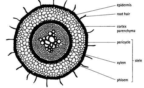 Dicot Root Cross Section - KamorakruwWalton