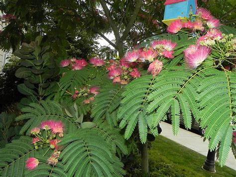 Mimosa Tree in Bloom by ShebaKoby on DeviantArt