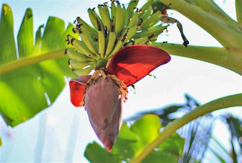 Jantung Pisang Ternyata Memiliki Banyak Manfaat Untuk Kesehatan, ini ...